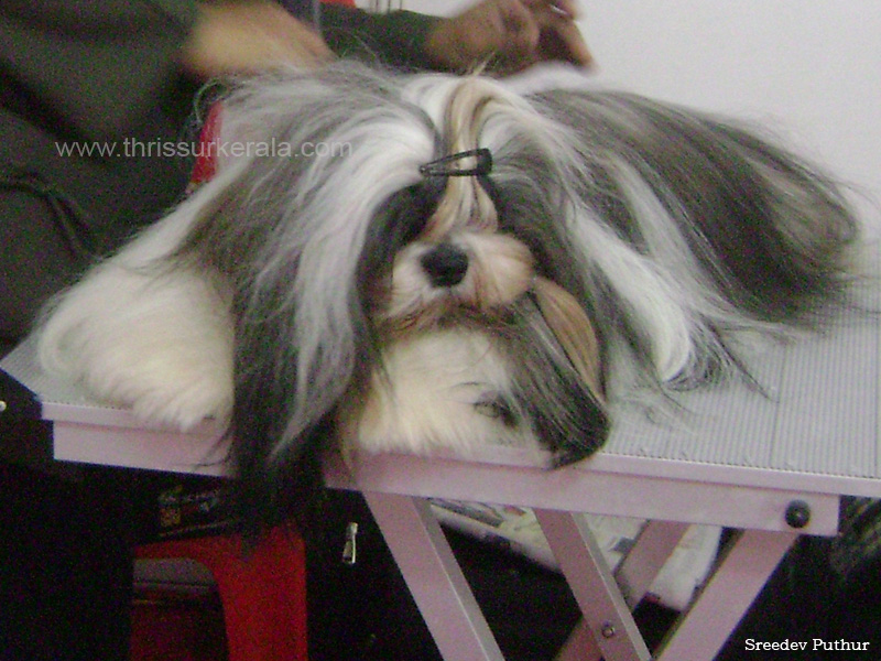 Lhasa apso 2 copy